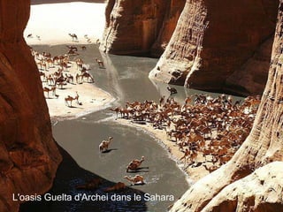  L'oasis Guelta d'Archei dans le Sahara .
 