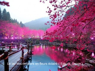 Le lac des cerisiers en fleurs éclairé ( Sakura, Japon )
 