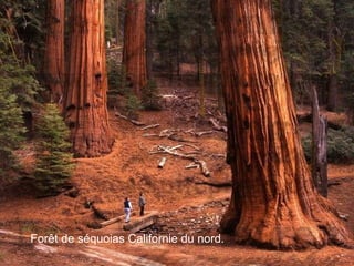  Forêt de séquoias Californie du nord.
 