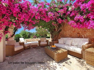 Un patio de bougainvillées
 