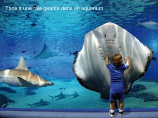 Face à une raie géante dans un aquarium
 