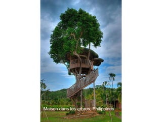 Maison dans les arbres, Philippines
 