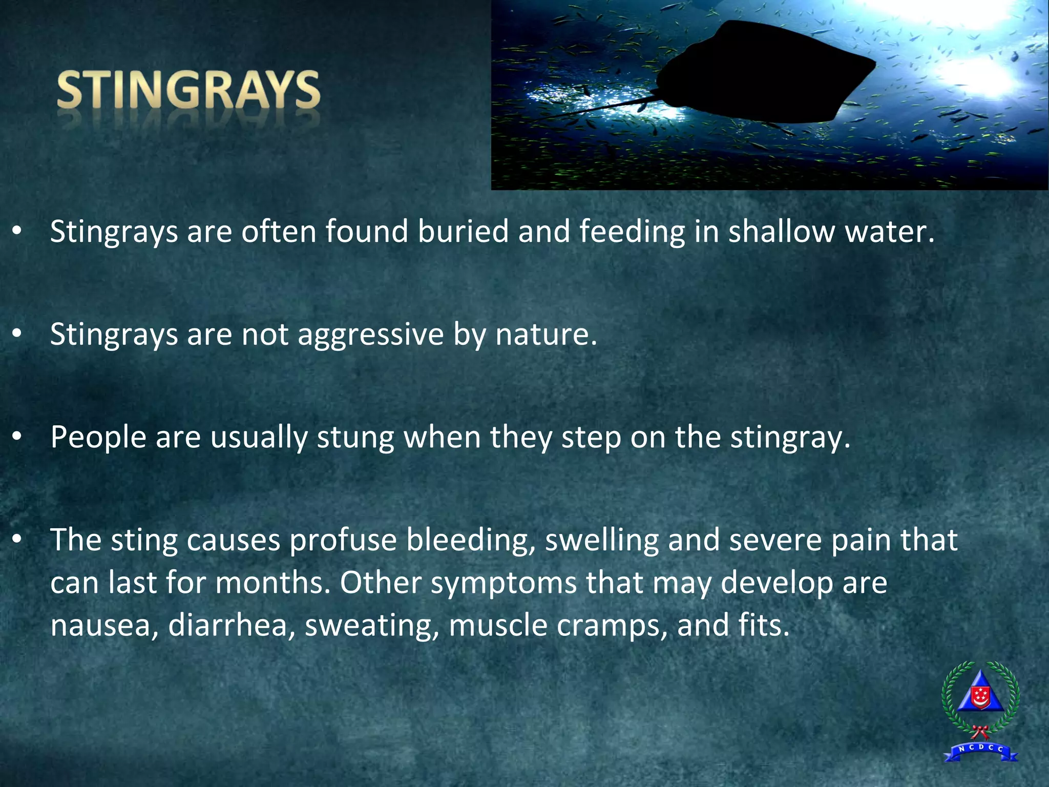 Talaria Sting - The Impressive Abilities of the Venomous Wasp