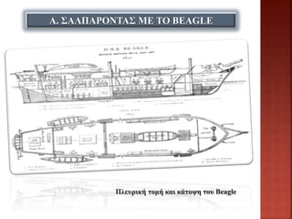 Α. ΣΑΛΠΑΡΟΝΤΑΣ ΜΕ ΤΟ BEAGLE
Πλευρική τομή και κάτοψη του Beagle
 