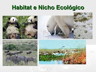 Habitat e Nicho EcológicoHabitat e Nicho Ecológico
 