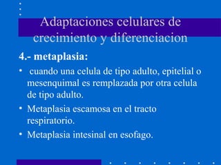 Adaptaciones celulares de
crecimiento y diferenciacion
4.- metaplasia:
• cuando una celula de tipo adulto, epitelial o
mesenquimal es remplazada por otra celula
de tipo adulto.
• Metaplasia escamosa en el tracto
respiratorio.
• Metaplasia intesinal en esofago.
 