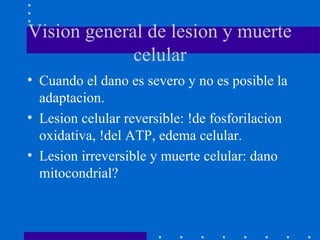 Vision general de lesion y muerte
celular
• Cuando el dano es severo y no es posible la
adaptacion.
• Lesion celular reversible: !de fosforilacion
oxidativa, !del ATP, edema celular.
• Lesion irreversible y muerte celular: dano
mitocondrial?
 