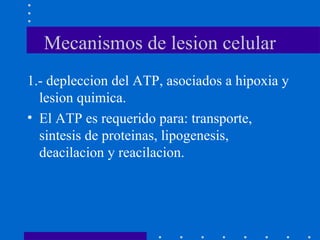 Mecanismos de lesion celular
1.- depleccion del ATP, asociados a hipoxia y
lesion quimica.
• El ATP es requerido para: transporte,
sintesis de proteinas, lipogenesis,
deacilacion y reacilacion.
 