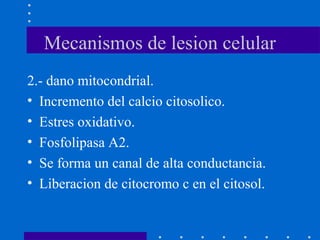 Mecanismos de lesion celular
2.- dano mitocondrial.
• Incremento del calcio citosolico.
• Estres oxidativo.
• Fosfolipasa A2.
• Se forma un canal de alta conductancia.
• Liberacion de citocromo c en el citosol.
 