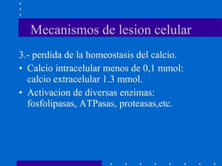 3.- perdida de la homeostasis del calcio.
• Calcio intracelular menos de 0,1 mmol:
calcio extracelular 1.3 mmol.
• Activacion de diversas enzimas:
fosfolipasas, ATPasas, proteasas,etc.
Mecanismos de lesion celular
 