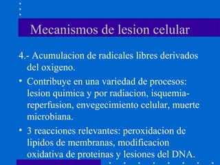 Mecanismos de lesion celular
4.- Acumulacion de radicales libres derivados
del oxigeno.
• Contribuye en una variedad de procesos:
lesion quimica y por radiacion, isquemia-
reperfusion, envegecimiento celular, muerte
microbiana.
• 3 reacciones relevantes: peroxidacion de
lipidos de membranas, modificacion
oxidativa de proteinas y lesiones del DNA.
 