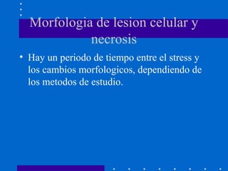 Morfologia de lesion celular y
necrosis
• Hay un periodo de tiempo entre el stress y
los cambios morfologicos, dependiendo de
los metodos de estudio.
 