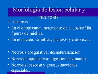 Morfologia de lesion celular y
necrosis
2.- necrosis.
• En el citoplasma: incremento de la eosinofilia,
figuras de mielina.
• En el nucleo: cariolisis, picnosis y cariorexis.
• Necrosis coagulativa: desnaturalizacion.
• Necrosis liquefactiva: digestion enzimatica.
• Necrosisi caseosa y grasa, situaciones
especiales.
 