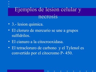 Ejemplos de lesion celular y
necrosis
• 3.- lesion quimica.
• El cloruro de mercurio se une a grupos
sulfidrilos.
• El cianuro a la citocrooxidasa.
• El tetracloruro de carbono y el Tylenol es
convertido por el citocromo P- 450.
 