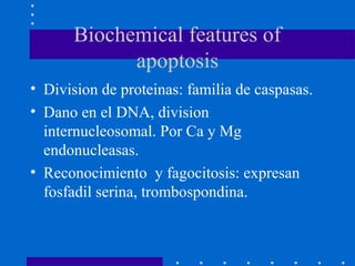 Biochemical features of
apoptosis
• Division de proteinas: familia de caspasas.
• Dano en el DNA, division
internucleosomal. Por Ca y Mg
endonucleasas.
• Reconocimiento y fagocitosis: expresan
fosfadil serina, trombospondina.
 