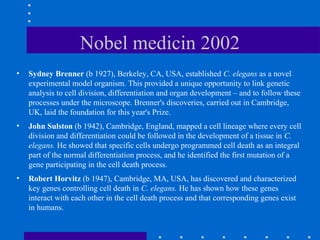 Nobel medicin 2002
• Sydney Brenner (b 1927), Berkeley, CA, USA, established C. elegans as a novel
experimental model organism. This provided a unique opportunity to link genetic
analysis to cell division, differentiation and organ development – and to follow these
processes under the microscope. Brenner's discoveries, carried out in Cambridge,
UK, laid the foundation for this year's Prize.
• John Sulston (b 1942), Cambridge, England, mapped a cell lineage where every cell
division and differentiation could be followed in the development of a tissue in C.
elegans. He showed that specific cells undergo programmed cell death as an integral
part of the normal differentiation process, and he identified the first mutation of a
gene participating in the cell death process.
• Robert Horvitz (b 1947), Cambridge, MA, USA, has discovered and characterized
key genes controlling cell death in C. elegans. He has shown how these genes
interact with each other in the cell death process and that corresponding genes exist
in humans.
 
