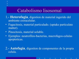 Catabolismo lisosomal
1.- Heterofagia, digestion de material ingerido del
ambiente extracelular.
• Fagacitosis, material particulado. (uptake particulate
matter).
• Pinocitosis, material soluble.
• Ejemplos: neutrofilos-bacterias, macrofagos-celulas
apoptoticas.
2.- Autofagia, digestion de componentes de la propia
celula.
 