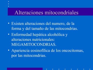 Alteraciones mitocondriales
• Existen alteraciones del numero, de la
forma y del tamaño de las mitocondrias.
• Enfermedad hepática alcohólica y
alteraciones nutricionales:
MEGAMITOCONDRIAS.
• Apariencia eosinofílica de los oncocitomas,
por las mitocondrias.
 
