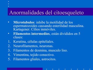 Anormalidades del citoesqueleto
• Microtubulos: inhibe la motilidad de los
espermatozoides causando esterilidad masculina.
Kartagener. Cilios inmóviles.
• Filamentos intermedios, están divididos en 5
clases:
1. Keratina, células epiteliales.
2. Neurofilamentos, neuronas.
3. Filamentos de desmina, musculo liso.
4. Vimentina, tejido conectivo.
5. Filamentos gliales, astrocitos.
 