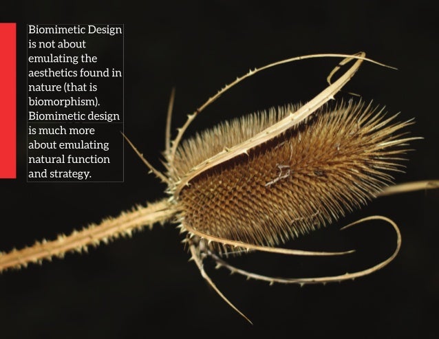 Intro To Biomimetic Design