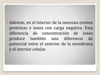  Además, en el interior de la neurona existen
proteínas e iones con carga negativa. Esta
diferencia de concentración de iones
produce también una diferencia de
potencial entre el exterior de la membrana
y el interior celular.
 
