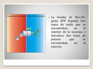  La bomba de Na+/K+
gasta ATP. Expulsa tres
iones de sodio que se
encontraban en el
interior de la neurona e
introduce dos iones de
potasio que se
encontraban en el
exterior.
 