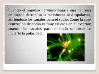  Cuando el impulso nervioso llega a una neurona
en estado de reposo la membrana se despolariza,
abriéndose los canales para el sodio. Como la con-
centración de sodio es muy elevada en el exterior,
cuando los canales para el sodio se abren se
invierte la polaridad.
 
