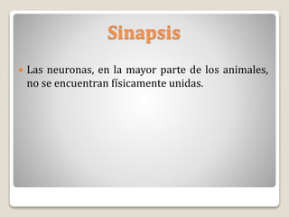 Sinapsis
 Las neuronas, en la mayor parte de los animales,
no se encuentran físicamente unidas.
 
