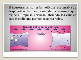  El neurotransmisor es la molécula responsable de
despolarizar la membrana de la neurona que
recibe el impulso nervioso, abriendo los canales
para el sodio que permanecían cerrados.
 