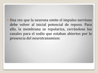  Una vez que la neurona emite el impulso nervioso
debe volver al inicial potencial de reposo. Para
ello, la membrana se repolariza, cerrándose los
canales para el sodio que estaban abiertos por la
presencia del neurotransmisor.
 