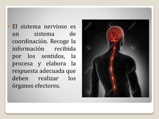  El sistema nervioso es
un sistema de
coordinación. Recoge la
información recibida
por los sentidos, la
procesa y elabora la
respuesta adecuada que
deben realizar los
órganos efectores.
 