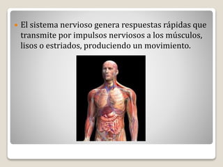  El sistema nervioso genera respuestas rápidas que
transmite por impulsos nerviosos a los músculos,
lisos o estriados, produciendo un movimiento.
 