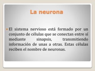 La neurona
 El sistema nervioso está formado por un
conjunto de células que se conectan entre sí
mediante sinapsis, transmitiendo
información de unas a otras. Estas células
reciben el nombre de neuronas.
 