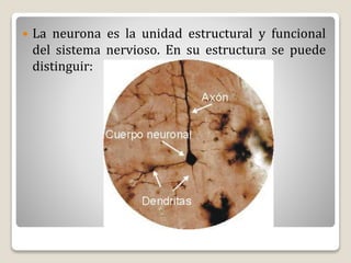  La neurona es la unidad estructural y funcional
del sistema nervioso. En su estructura se puede
distinguir:
 