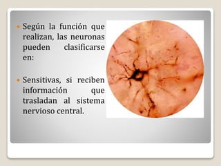  Según la función que
realizan, las neuronas
pueden clasificarse
en:
 Sensitivas, si reciben
información que
trasladan al sistema
nervioso central.
 