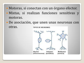  Motoras, si conectan con un órgano efector.
 Mixtas, si realizan funciones sensitivas y
motoras.
 De asociación, que unen unas neuronas con
otras.
 