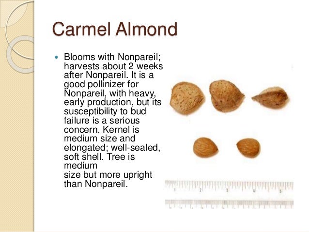 1 almond varieties in the world by allah dad khan almond variety chart