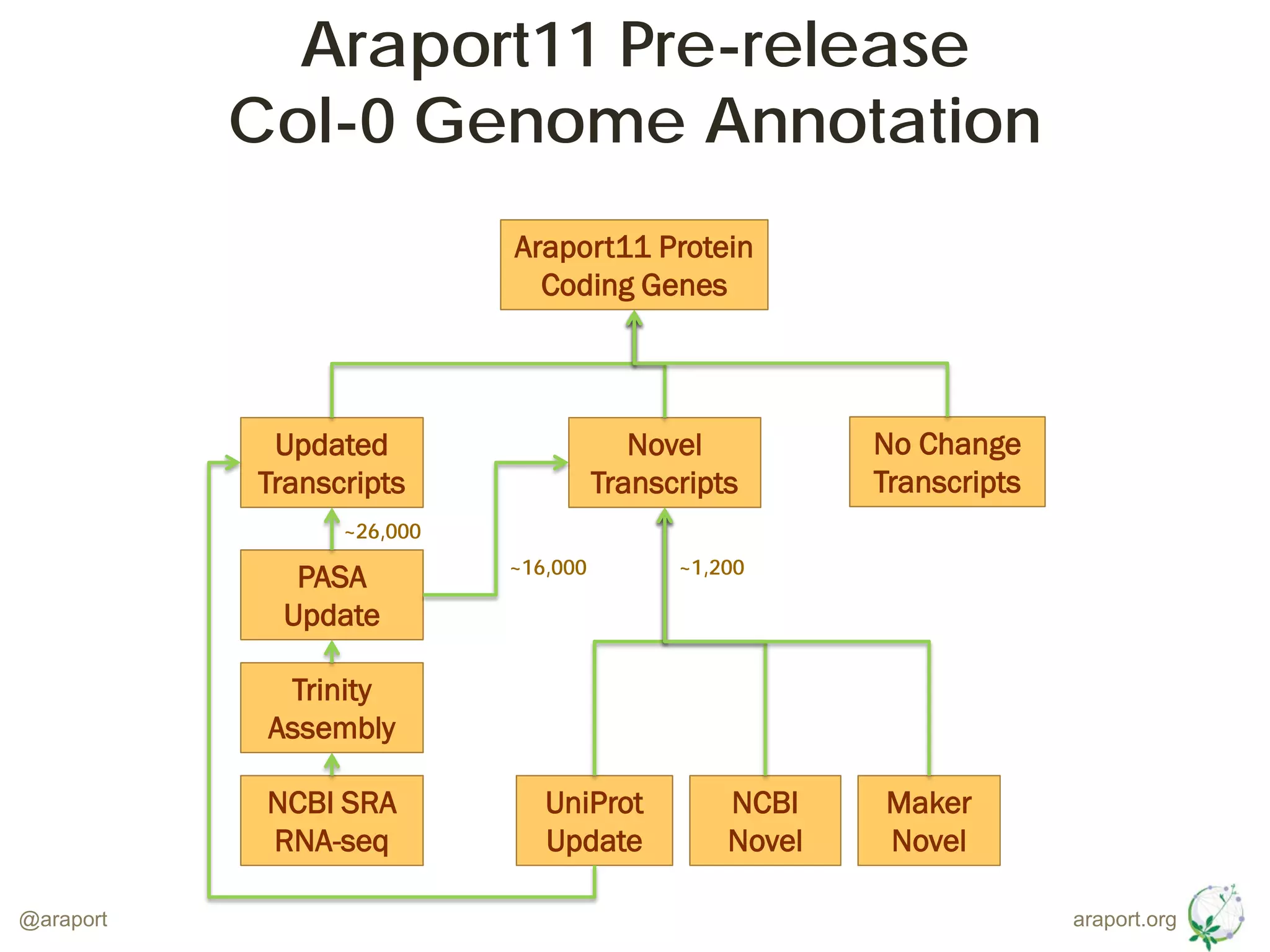 araport.org@araport
Araport11 Pre-release
Col-0 Genome Annotation
Araport11 Protein
Coding Genes
UniProt
Update
NCBI
Novel
Updated
Transcripts
Novel
Transcripts
No Change
Transcripts
Maker
Novel
NCBI SRA
RNA-seq
PASA
Update
Trinity
Assembly
~1,200~16,000
~26,000
 