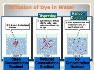 Diffuse Dispersal cell membrane.drmamtasingh | PPTX