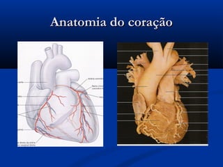 Anatomia do coraçãoAnatomia do coração
 