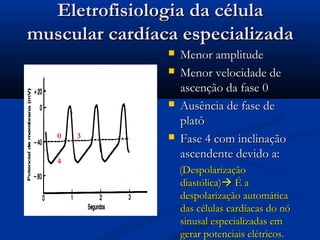 Eletrofisiologia da célulaEletrofisiologia da célula
muscular cardíaca especializadamuscular cardíaca especializada
 Menor amplitudeMenor amplitude
 Menor velocidade deMenor velocidade de
ascenção da fase 0ascenção da fase 0
 Ausência de fase deAusência de fase de
platôplatô
 Fase 4 com inclinaçãoFase 4 com inclinação
ascendente devido a:ascendente devido a:
(Despolarização(Despolarização
diastólica)diastólica) É aÉ a
despolarização automáticadespolarização automática
das células cardíacas do nódas células cardíacas do nó
sinusal especializadas emsinusal especializadas em
gerar potenciais elétricos.gerar potenciais elétricos.
4
0 3
 