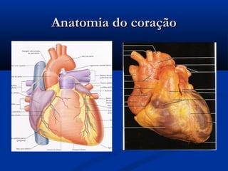Anatomia do coraçãoAnatomia do coração
 