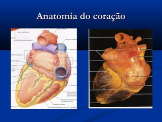 Anatomia do coraçãoAnatomia do coração
 