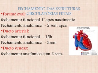 FECHAMENTO DAS ESTRUTURAS
CIRCULATÓRIAS FETAIS•Forame oval:
fechamento funcional 1’ após nascimento
Fechamento anatômico - 2 sem após
•Ducto arterial:
fechamento funcional - 15h
Fechamento anatômico - 3sem
•Ducto venoso:
fechamento anatômico com 2 sem.
 