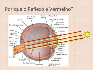 Por que o Reflexo é Vermelho?
 
