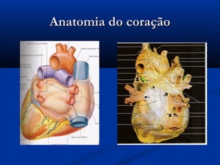 Anatomia do coraçãoAnatomia do coração
 