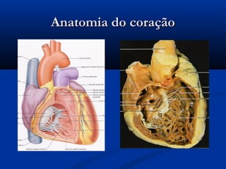 Anatomia do coraçãoAnatomia do coração
 