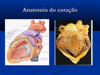 Anatomia do coraçãoAnatomia do coração
 