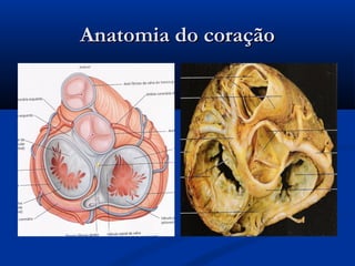 Anatomia do coraçãoAnatomia do coração
 