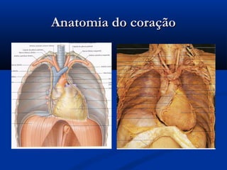 Anatomia do coraçãoAnatomia do coração
 